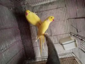 جوز درة اصفر تحته بيض