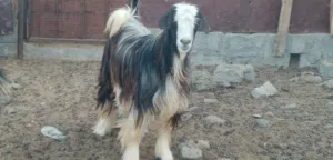 للبيع جدايه سمين ابناء سنه ونصف