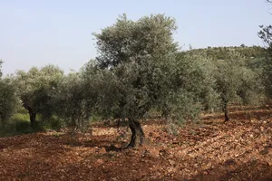 Farm Land for Sale in Jerash Soof