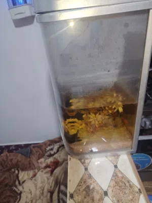 حوض سمك مع سمك