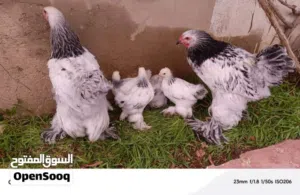 فراخ براهمي