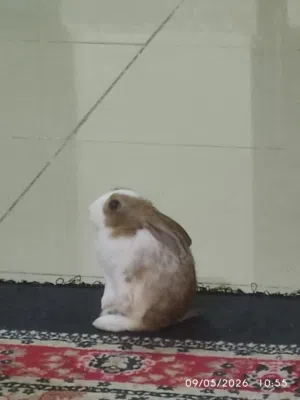 3 month old rabbit for adoption