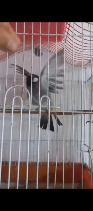بلبل اليف للبيع