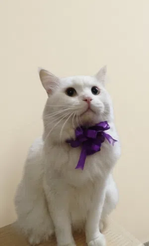 Turkish angora