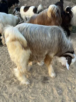 جدايه محليات