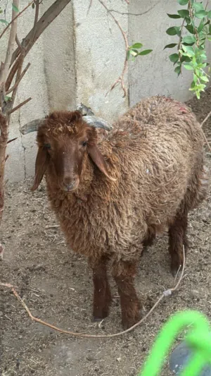 خروف للبيع