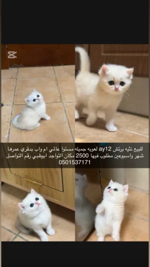 برتش ay12 مستواها عالمي
