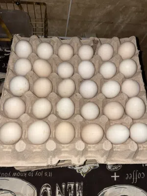 دحي عربي مخصب