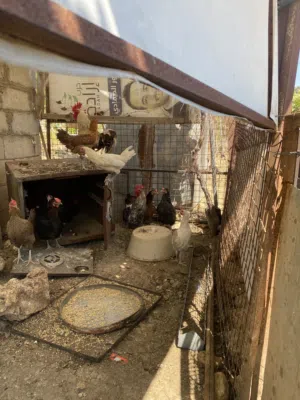دجاج للبيع