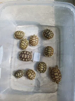 Baby Solcata tortoies