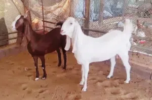 ماعز باكستاني بنجابي