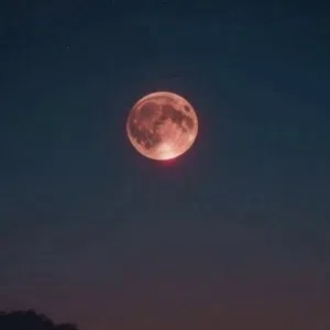 قصي فرج الزواوي 