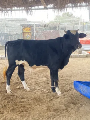 للبيع عجل ما شاءالله حجم مد وشور