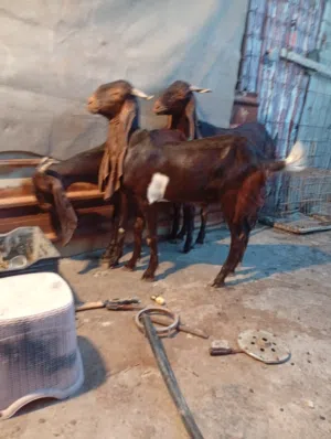 سلام عليكم صخول افغانيات للبيع وحده مطفل وراهه توم فحله وراكبه وحده حاطه على ولاد صخول سمان كلش