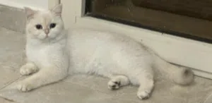 قطه بريتش ny11 اصول روسي مسجله .. هاديه جدا ومطعمه