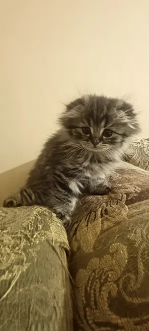سكوتش فولد وستريت العمر شهرين ونص للبيع