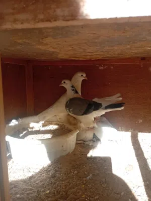 قوبي حمام شكلاب  للبيع