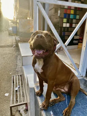 Pure Pitbull girl