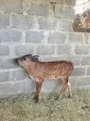 للبيع عجل اقرأ الاستماره