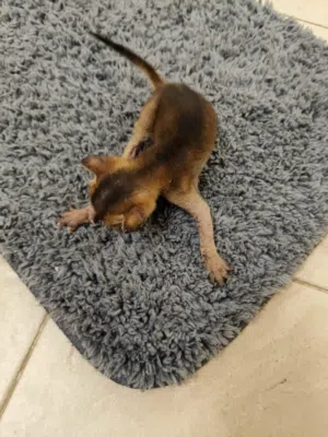 Abyssinian Cat - 200 OMR