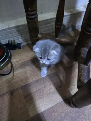 i want to sell my kitten pure scottish fold kitten