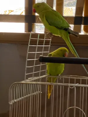 جوز   ببغاء دره هندي للبيع