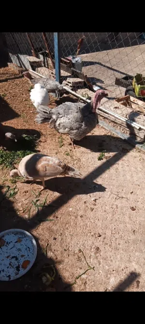 بيض حبش للبيع ازرق واحمر