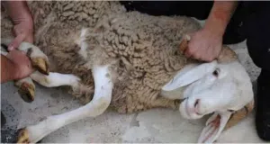 ذبح الأضاحي