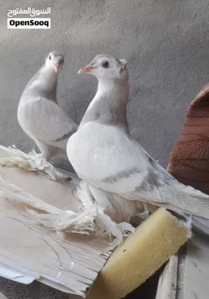 گورنگات وحمر