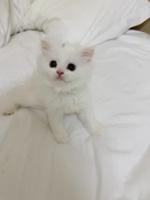للبيع صغار قطط شيرازي 2