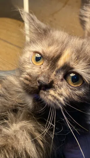 قطط تركية للتبني cats for adoption