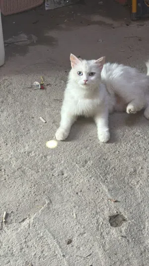 قطعه شرازي مع اطفالهه 4للبيع