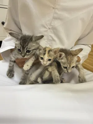Kitten  free adoptionقطط للتبني