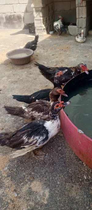 متوفر بشوش مصري للبيع