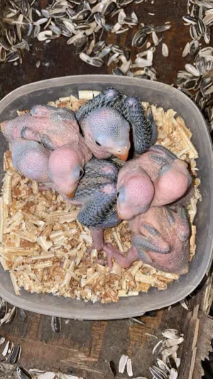 عرض فروخ متوه - دره الاخضر - محجله