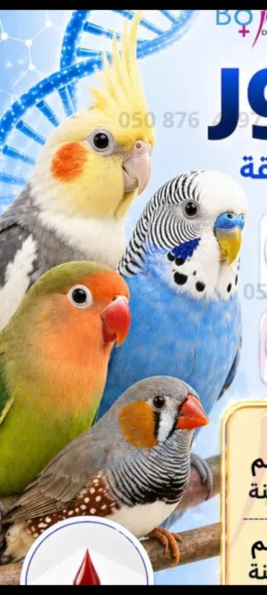 ت: غير معروف  الفحص: لايوجد  نيبالي للبيغ