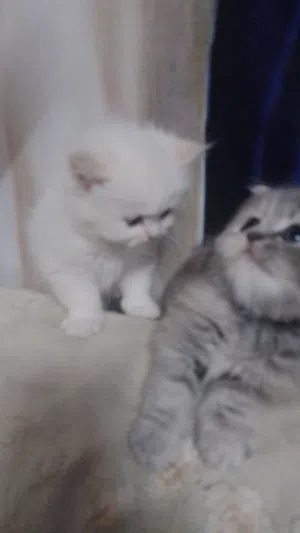 قطط شيرازي بيور للبيع