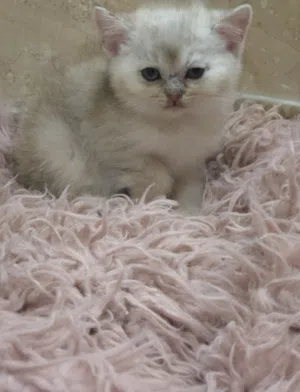 قطط برتش وسكوتش وهملايا