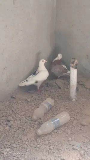 السلام عليكم حمام للبيع 2كوبيات و3ذكور فردي جمله 90من لاخير