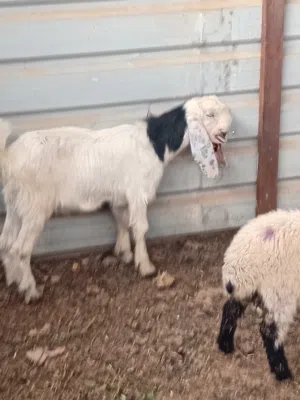 جدي وسخله توم