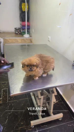 كلب بيكنواه جرو عمر شهرين الكلب قمة ف الجمال