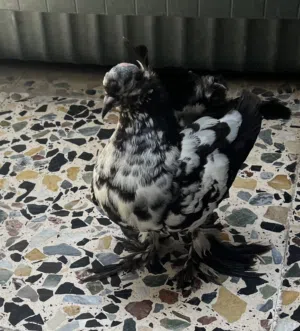 يطر هندي للبيع