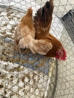 Japanese bantam pair