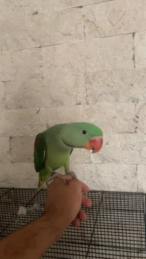 بغبغاء ذكر نيبالي اليف جدا  الوصف مهم