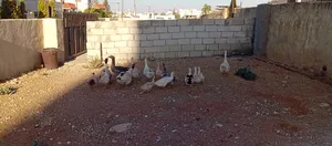 ‏ماعز‏0
