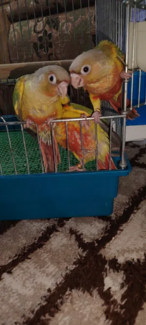 ببغاوات جرين شيك حبات نخب حجم جامبو باينابول