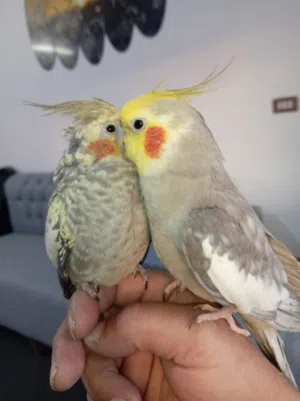 جوز كوكتيل اليفات