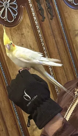 Male parrot + female parrot + paws + cage + food bag ببغاء ذكر + ببغاء انثى + كفوف + قفص + كيس طعام