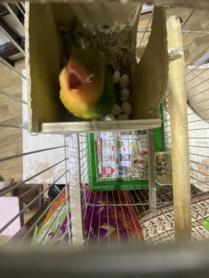 Fischer female Bird Lay eggs