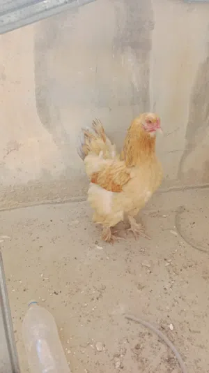 بيض براهمي مخصب